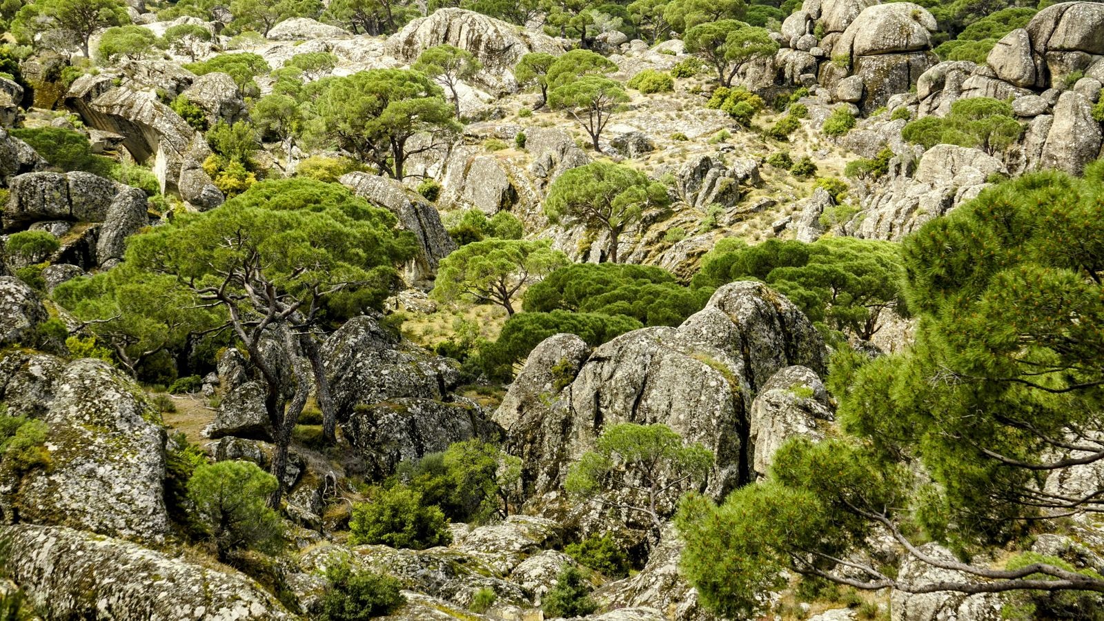 Garrigue et pinède méditerranéenne sur les collines autour de Montpellier