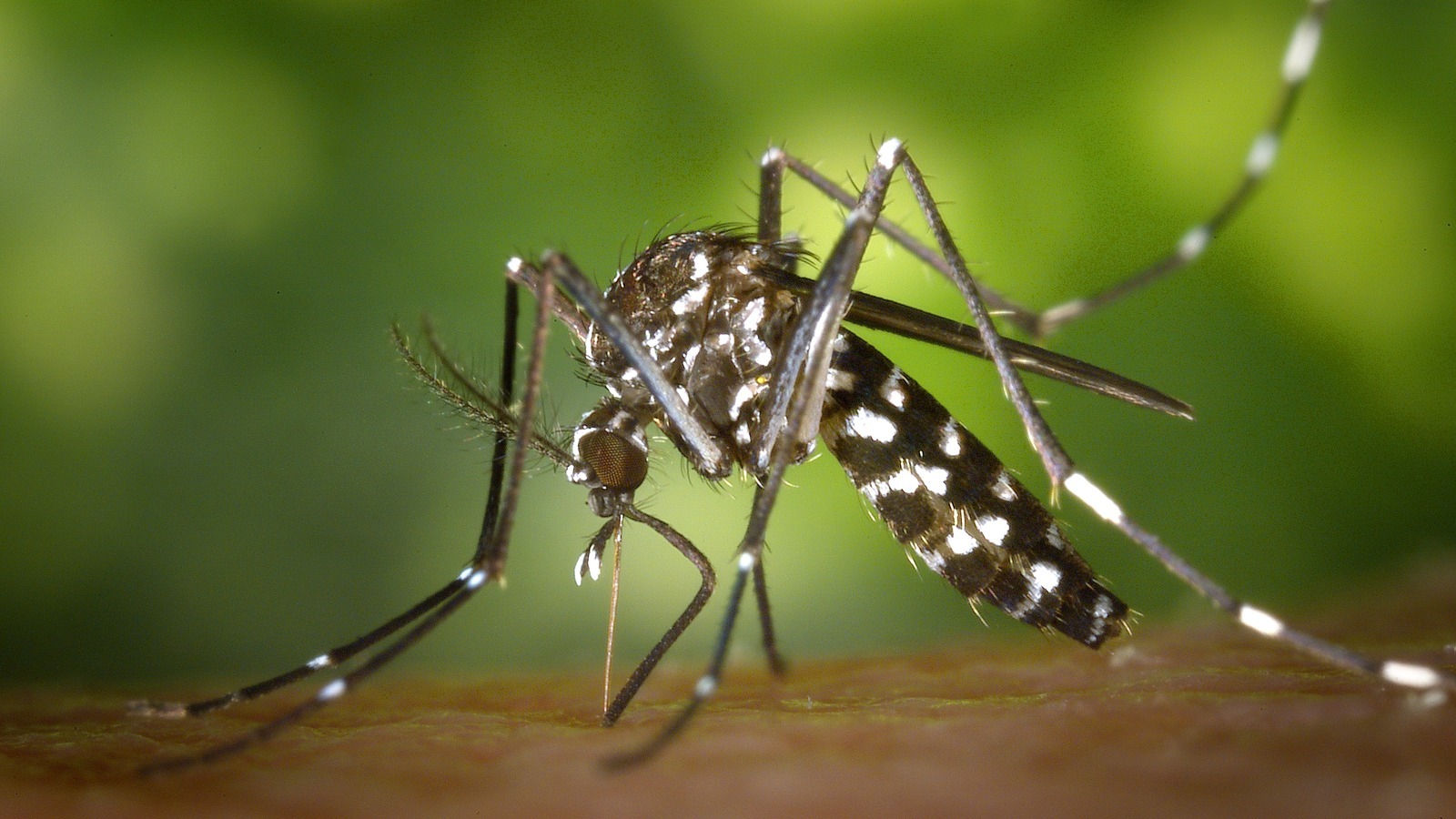 Moustique tigre (Aedes albopictus), vecteur du chikungunya, en gros plan