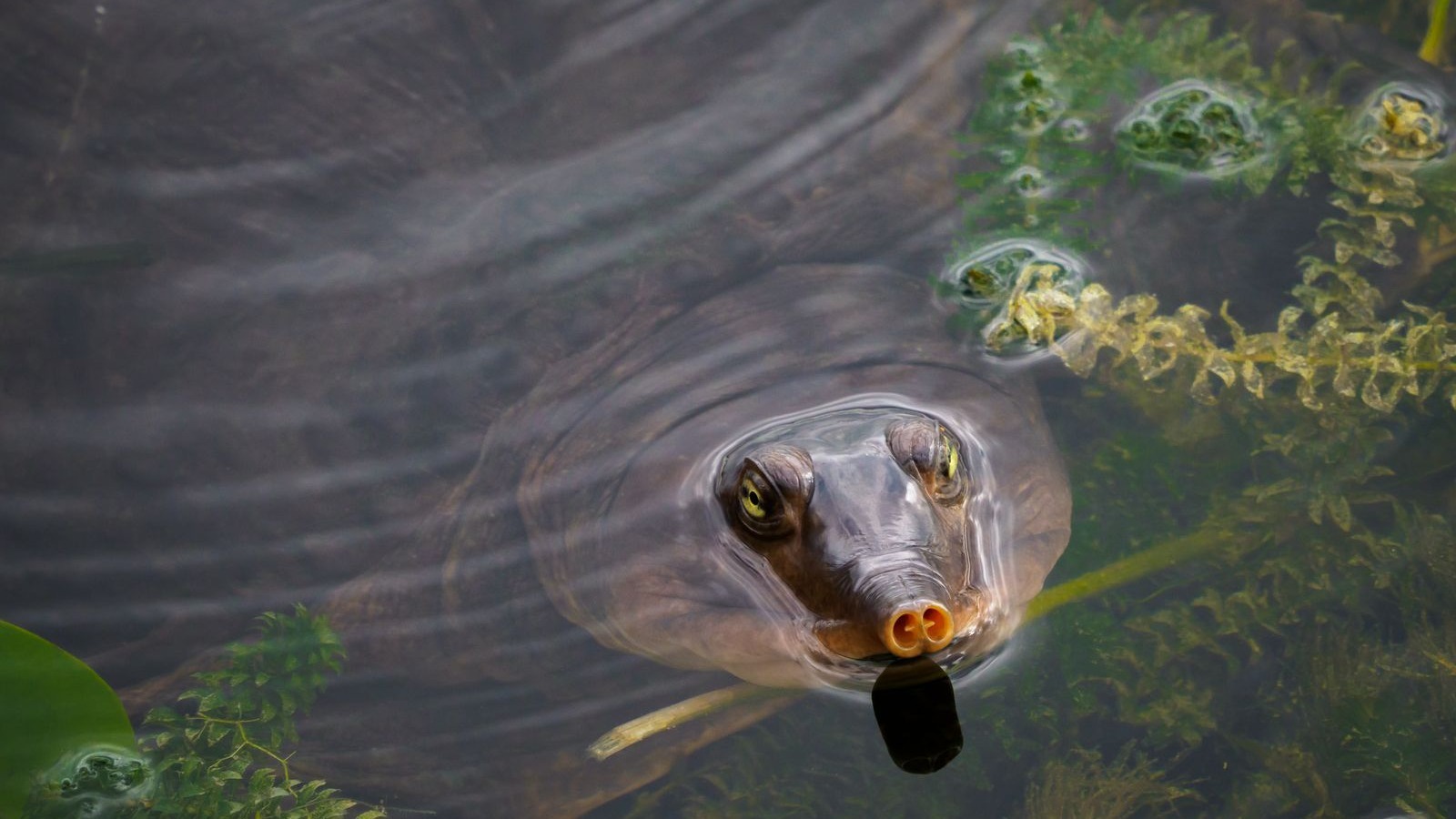 Tortue à carapace molle au museau en trompette dans l'eau, illustration d'une espèce de trionyx