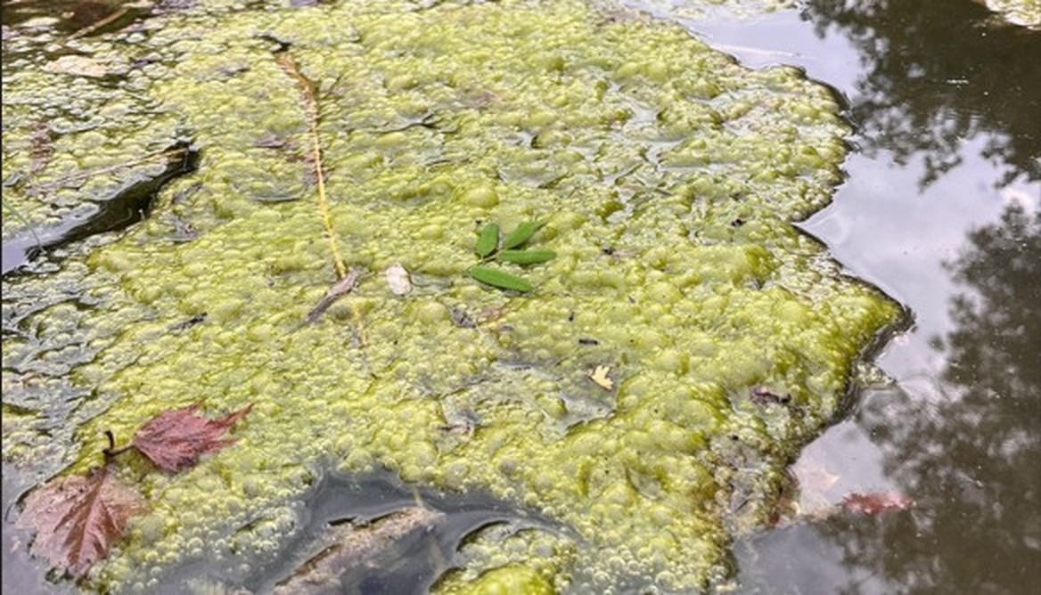 Amas d'algues et de cyanobactéries à la surface du Lez à Castelnau-le-Lez