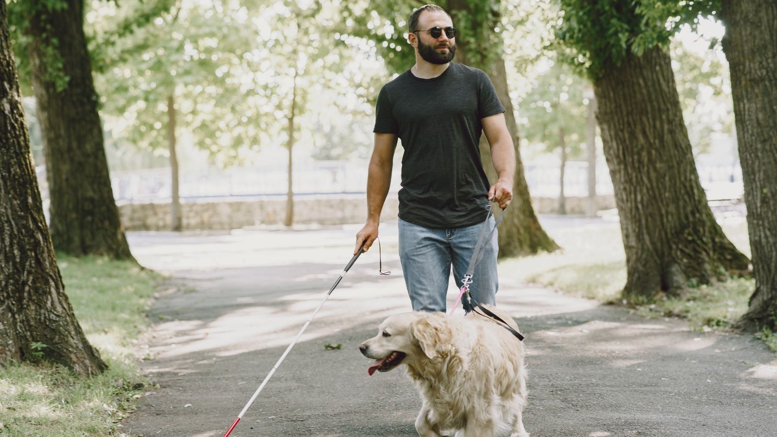 Un chien guide golden retriever accompagne une personne malvoyante en ville à Montpellier