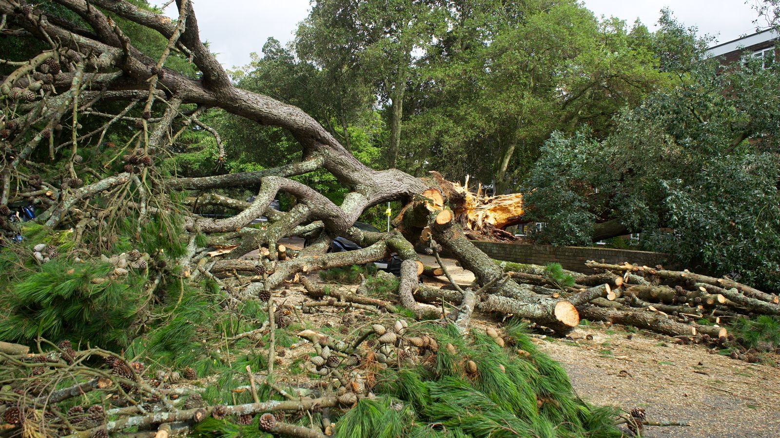 Un grand pin brisé par la tempête, branches et troncs débités au sol dans un parc