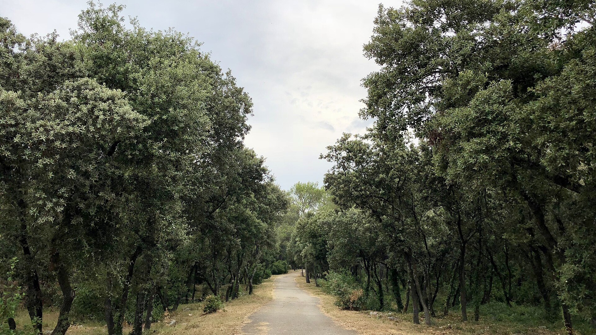 Chemin bordé de chênes verts dans le bois de Montmaur à Montpellier