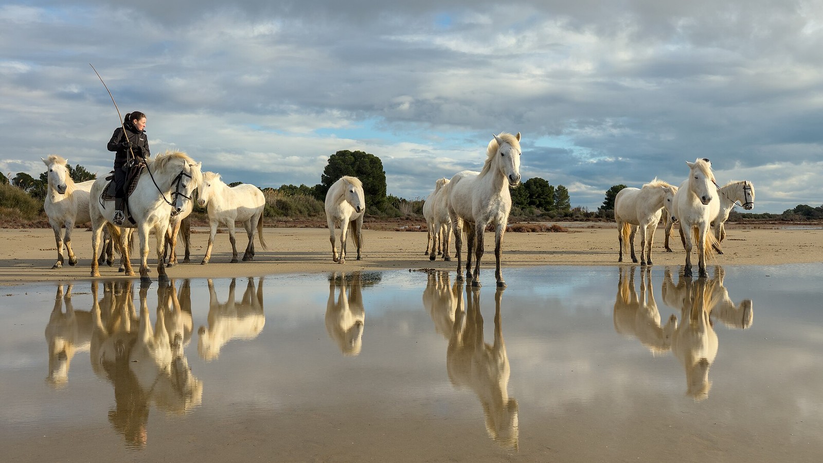 Chevaux de Camargue dans une zone humide du littoral, milieu propice au moustique Culex vecteur du virus West Nile