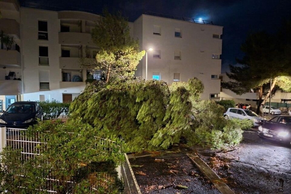 Grand pin déraciné couché sur un parking résidentiel après les orages du 24 août 2026 dans la métropole de Montpellier