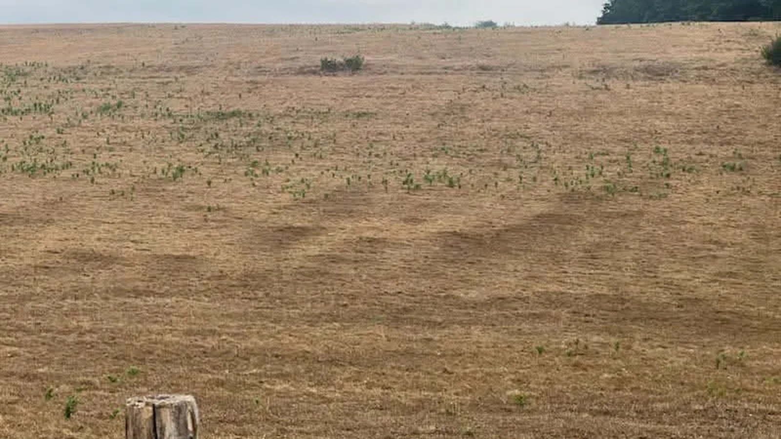 Prairie entièrement grillée par la sécheresse dans l'arrière-pays de l'Hérault